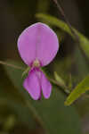 Downy milkpea